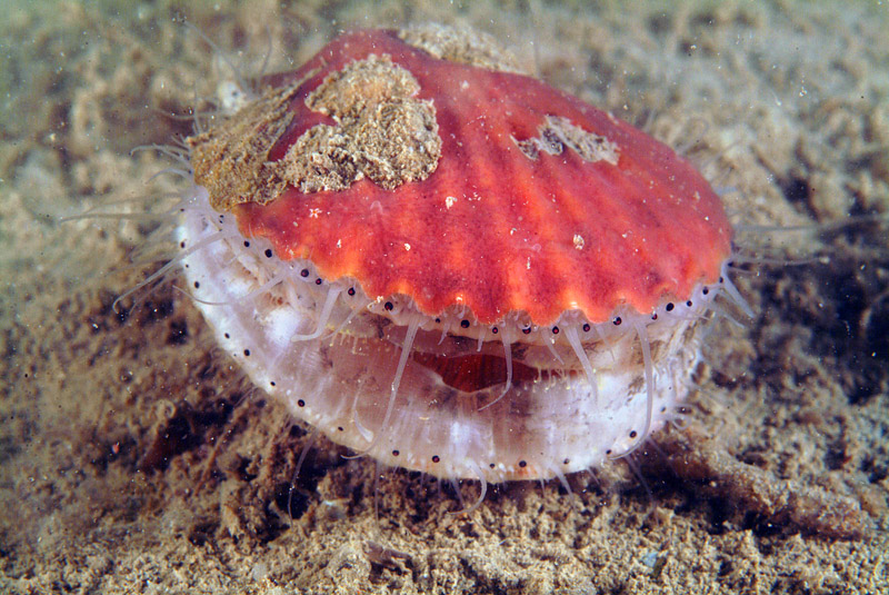 Aequipecten opercularis: bivalve dai 1000 occhi